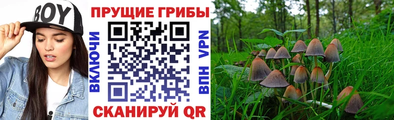 Псилоцибиновые грибы Psilocybine cubensis  Купить где  Почеп 