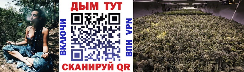 Купить  Почеп  Канабис индика 